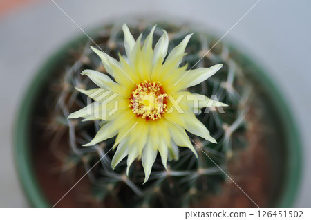 Thelocactus setispinus or Ferocactus hamatacanthus , Miniature Barrel Cactus flower or yellow flower or cactus flower 126451502