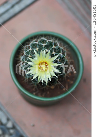 Thelocactus setispinus or Ferocactus hamatacanthus , Miniature Barrel Cactus flower or yellow flower or cactus flower 126451503