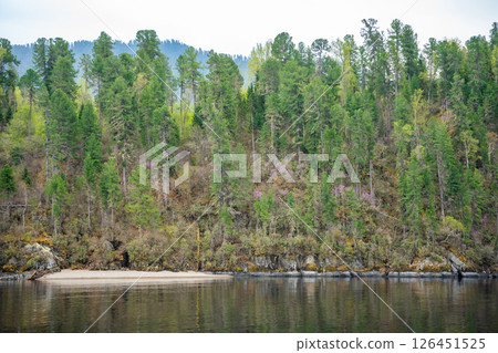 Close view of Teletskoye lake shore with fir trees, blooming rhododendron and rocky cliffs. Wild natural landscape in Altai Russia seen from the water Close view of Teletskoye lake shore with fir trees, blooming rhododendron and rocky cliffs. Wild natural landscape in Altai Russia seen from the water 126451525