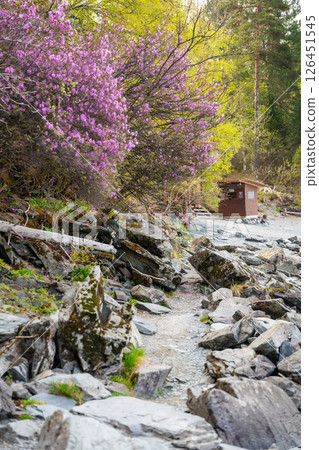 Blooming maralnik flowers in spring near Teletskoye lake Altai Russia. Vivid seasonal flora in wild mountain nature Blooming maralnik flowers in spring near Teletskoye lake Altai Russia. Vivid seasonal flora in wild mountain nature 126451545