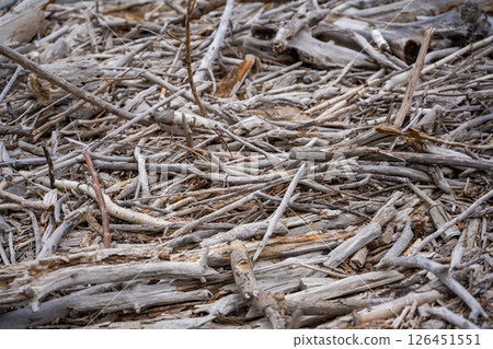 Storm washed branches and sticks on shore of Teletskoye lake in Altai Russia Natural debris for firewood and water purification Storm washed branches and sticks on shore of Teletskoye lake in Altai Russia Natural debris for firewood and water purification 126451551