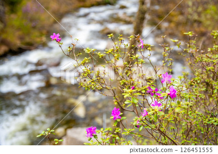 Close up of blooming maralnik flowers in spring near Teletskoye lake Altai Russia. Vivid seasonal flora in wild mountain nature Close up of blooming maralnik flowers in spring near Teletskoye lake Altai Russia. Vivid seasonal flora in wild mountain nature 126451555