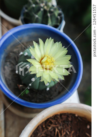 Astrophytum asteriias flower or cactus in the flower pot or Astrophytum or Astrophytum asteriias and flower Astrophytum asteriias flower or cactus in the flower pot or Astrophytum or Astrophytum asteriias and flower 126451557