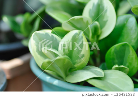 Peperomia obtusifolia, Baby Rubber Plant or Pepper Face or PIPERACEAE or bicolor plant 126451558