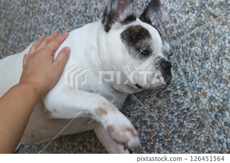 sleepy French bulldog or groping dog , tame dog or touching dog sleepy French bulldog or groping dog , tame dog or touching dog 126451564