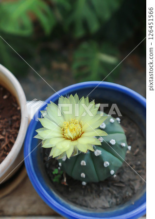 Astrophytum asteriias flower or cactus in the flower pot or Astrophytum or Astrophytum asteriias and flower 126451566