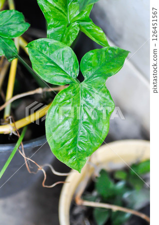 Syngonium podophyllum, Arrowhead Vine or Goosefoot Plant or Araceae or bicolor syngonium 126451567
