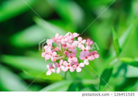 Panama Rose ,Arachnothryx leucophylla or flower 126451585