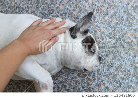 sleeping French bulldog or groping dog , tame dog or touching dog 126451600