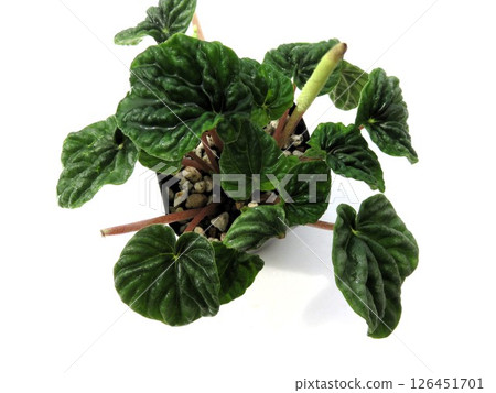 Peperomia caperata Peperomia caperata 126451701