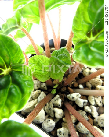椒草 126451704