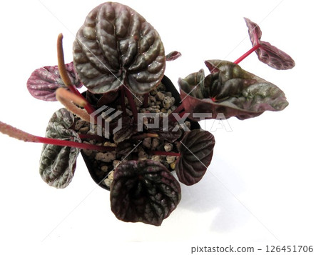 椒草 126451706