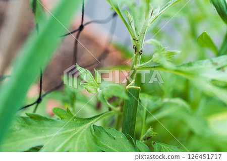ants carrying aphids on trunk garden plant ants carrying aphids on trunk garden plant 126451717