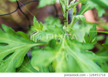 ants carrying aphids on trunk garden plant ants carrying aphids on trunk garden plant 126451718