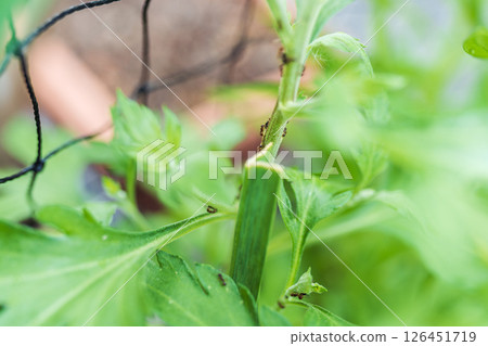 ants carrying aphids on trunk garden plant ants carrying aphids on trunk garden plant 126451719