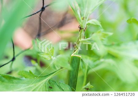 ants carrying aphids on trunk garden plant ants carrying aphids on trunk garden plant 126451720