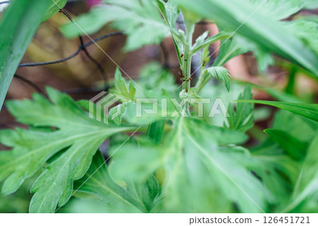 ants carrying aphids on trunk garden plant ants carrying aphids on trunk garden plant 126451721