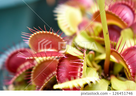 Carnivorous plant 126451746