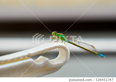 Dragonfly resting its wings 126451747