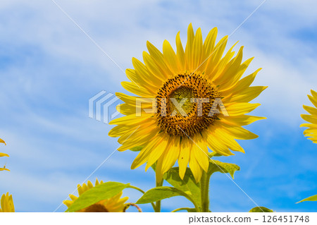 Sunflower in the blue sky 126451748