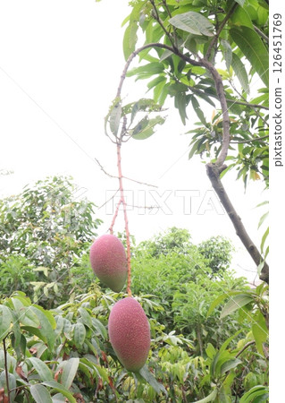 mango on tree in farm for harvest 126451769