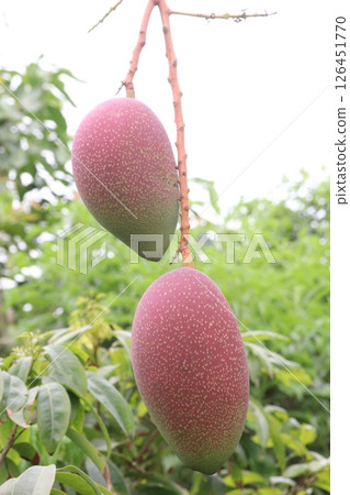 mango on tree in farm for harvest 126451770