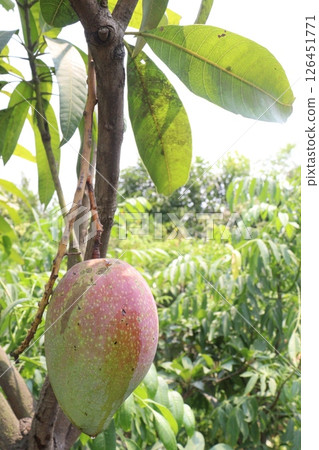 mango on tree in farm for harvest mango on tree in farm for harvest 126451771