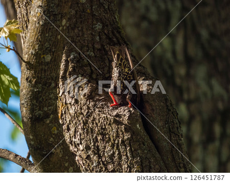 Starling's tail sticks out of the hollow. 126451787