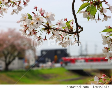 留下櫻桃樹 126451813