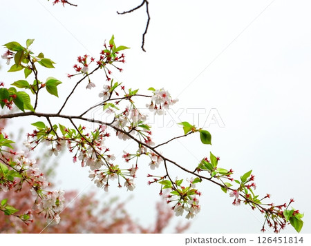 留下櫻桃樹 126451814