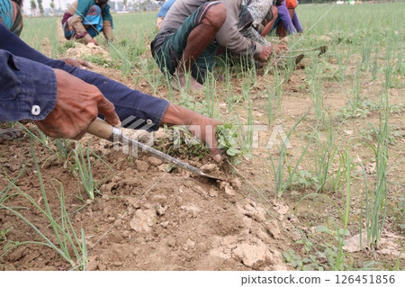 farmer working on onion farm farmer working on onion farm 126451856