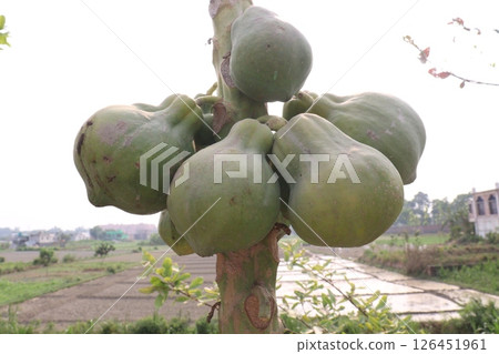 papaya on tree in farm for harvest 126451961