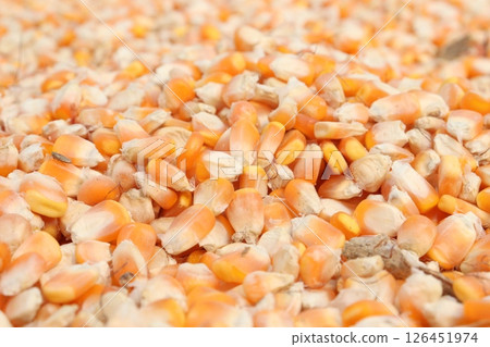 maize seed on field for harvest maize seed on field for harvest 126451974