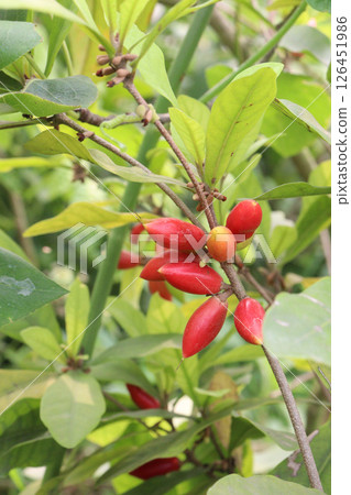 Miracle fruit on tree in farm 126451986