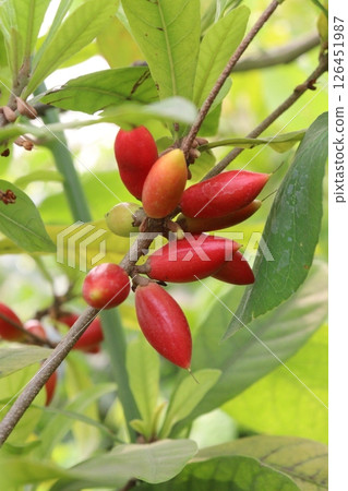 Miracle fruit on tree in farm 126451987