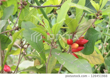 Miracle fruit on tree in farm 126451988