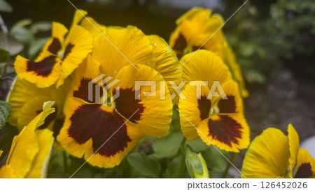 Viola tricolor or pansies in pots in the yard near the house. Plot design, Viola tricolor or pansies in pots in the yard near the house. Plot design, 126452026