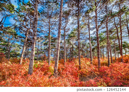 pine trees in coniferous forest bright sun and bushes with red autumn leaves pine trees in coniferous forest bright sun and bushes with red autumn leaves 126452144