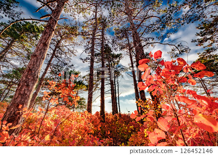 coniferous forest and bushes with red autumn leaves 126452146