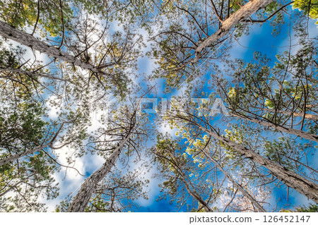pine trees in coniferous forest against blue sky background, bottom view 126452147