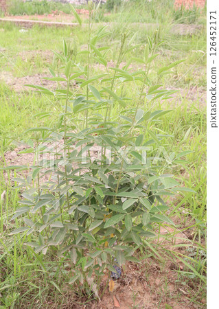 Pigeon peas plant on farm for harvest 126452171
