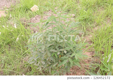 Pigeon peas plant on farm for harvest Pigeon peas plant on farm for harvest 126452172