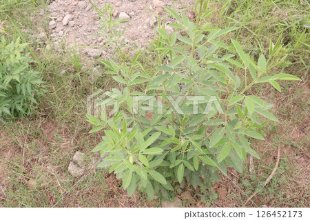 Pigeon peas plant on farm for harvest 126452173