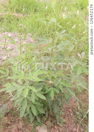 Pigeon peas plant on farm for harvest 126452174