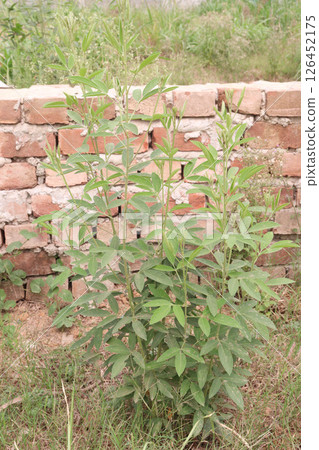Pigeon peas plant on farm for harvest Pigeon peas plant on farm for harvest 126452175