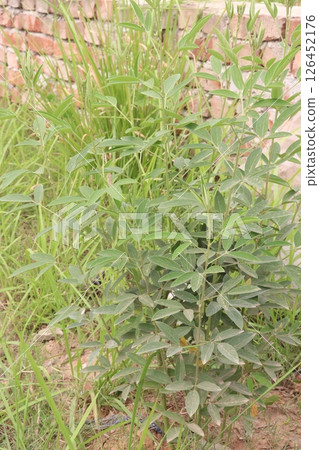 Pigeon peas plant on farm for harvest Pigeon peas plant on farm for harvest 126452176