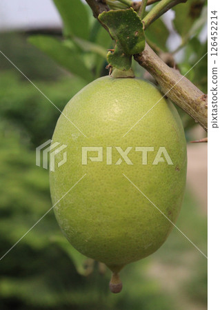 Lemons on tree in farm for harvest 126452214