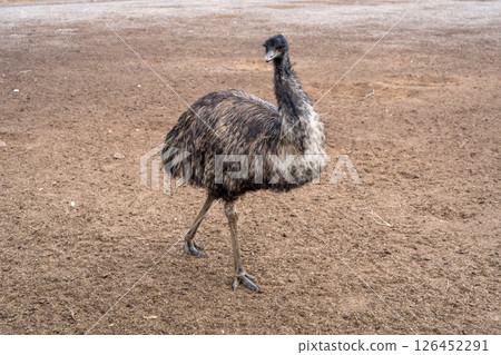An emu standing on dry ground on Kangaroo Island, Australia 126452291