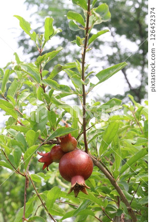 Pomegranate on plant in farm for harvest 126452374