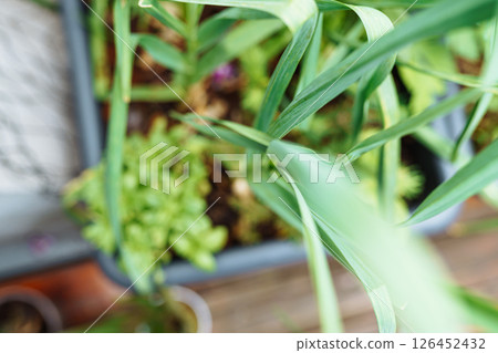 green garlic sprouts in garden box green garlic sprouts in garden box 126452432